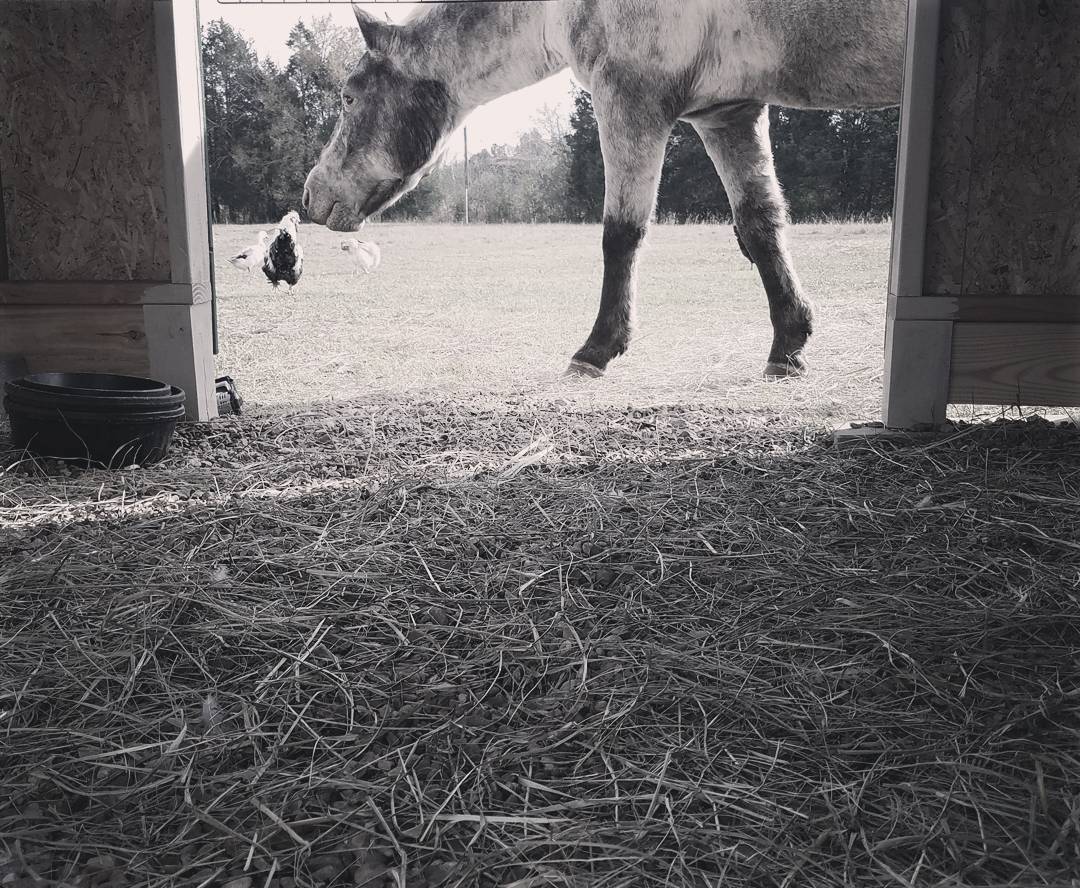 Cluckin’ Hay Acres photo