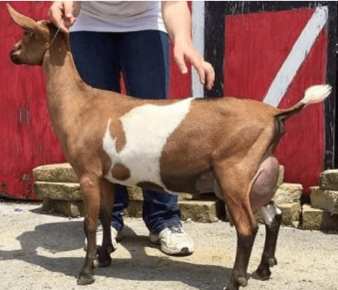 39055278_2166274303402648_5729756023795744768_n