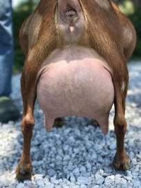 40380072_2195732487123496_8352738318634450944_n