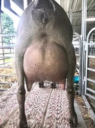 cobaltgranddameudder