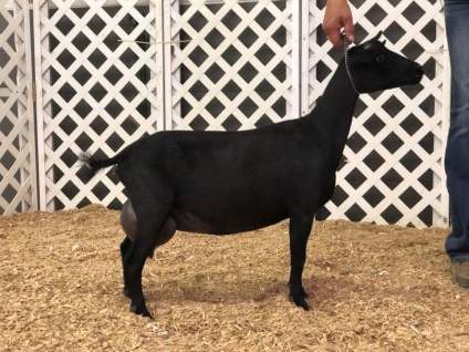 FB_IMG_1535463086669