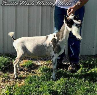 FB_IMG_1533349096625